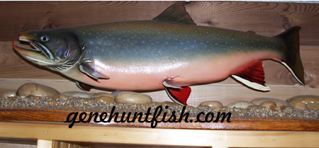 Arctic Char Table Mount